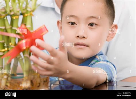Close-up of a boy touching a bamboo plant Stock Photo - Alamy