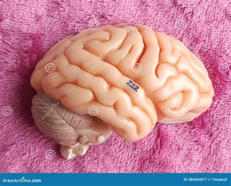 Human brain anatomy model stock image. Image of cerebellum - 284064677