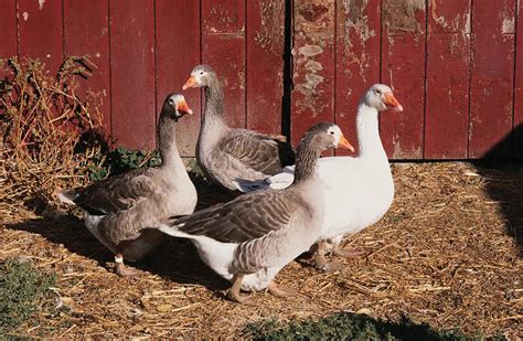 Domestic Geese Breeds - Grit