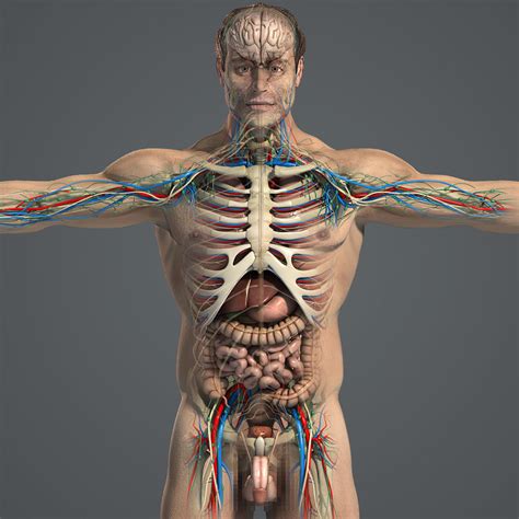 3d model of essential male anatomy circulatory