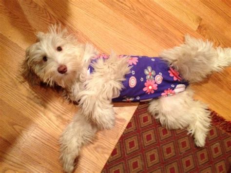 Wearing Her Onesie | Dog spay recovery, Dog spay, Spayed dog recovery shirt diy