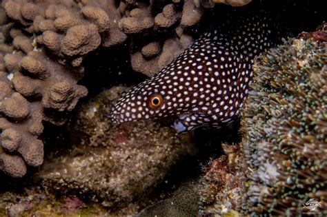 Unusual Moray Eel- Facts and Photographs | Seaunseen