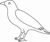 Crow Outline Drawing Sketch Coloring Page sketch template