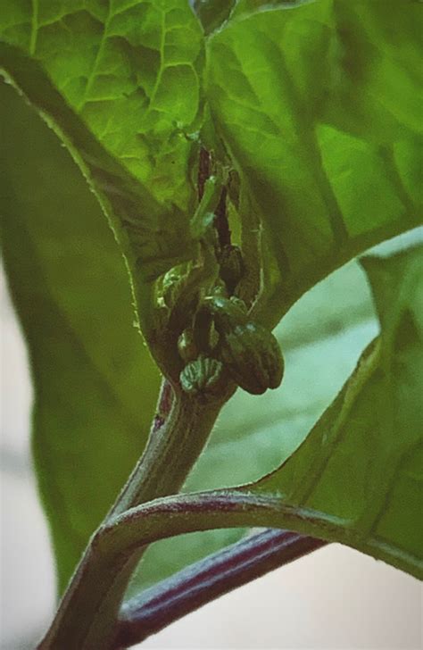 Carolina Reaper Pepper Plant LIVE Plant in Gallon Container | Etsy