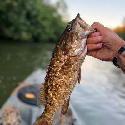 Fishing reports, best baits and forecast for fishing in Little Buffalo River