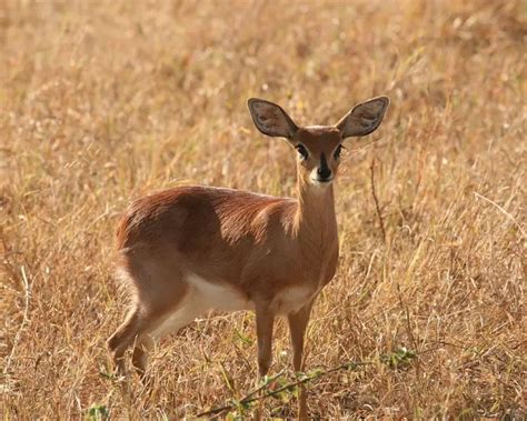 Steenbok - Facts, Diet, Habitat & Pictures on Animalia.bio