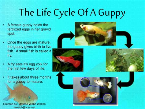 PPT - Goldfish and Guppies PowerPoint Presentation, free download - ID ...