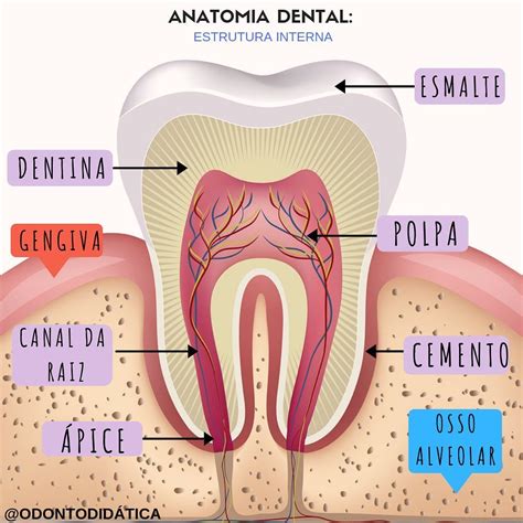 23 Me gusta, 0 comentarios - Odonto Didática (@odontodidatica) en Instagram: "Anatomicamente a e ...