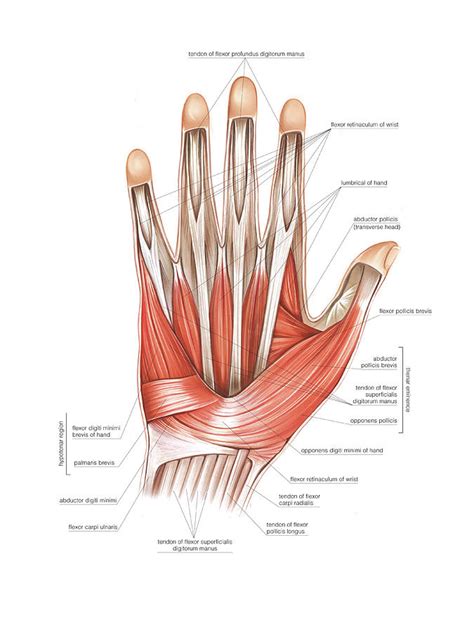 Muscles Of The Hand #5 by Asklepios Medical Atlas