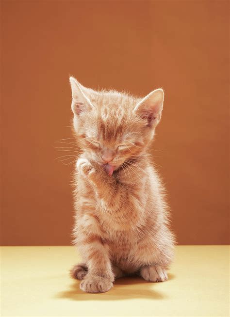 Kitten Grooming by Martin Poole