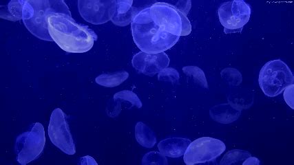 Jellyfish Animated Wallpaper - MyLiveWallpapers.com