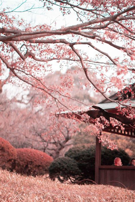 Sakura Phone Wallpapers - Top Free Sakura Phone Backgrounds ...