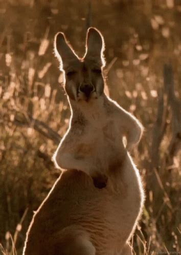 Kangaroo Rubbing Belly GIF - Kangaroo Rubbing Belly Tummy Rubs - Discover & Share GIFs