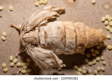 156 Silkworm Hatching Images, Stock Photos & Vectors | Shutterstock