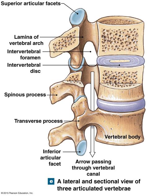 A lateral and section view of three articulated vertebrae. | Human body systems, Anatomy lessons ...