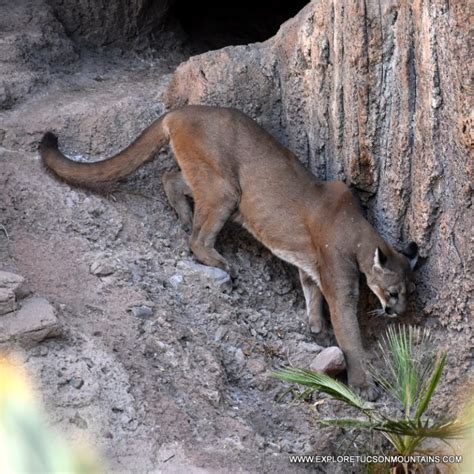 TUCSON WILDLIFE PHOTO GALLERY - Explore the Tucson Mountains