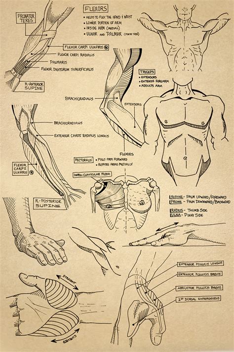 Anatomy Sketchbook :: Behance