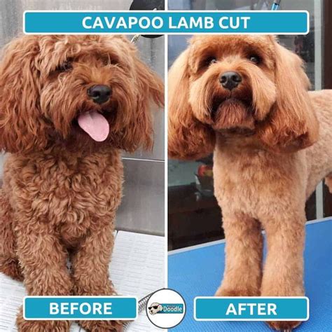 Cavapoo Haircuts: Before & After Grooming Style Photos! | Cavapoo ...