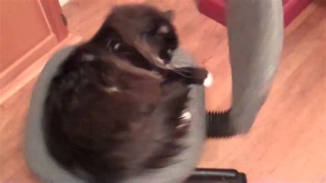 Idiots Spinning a Cat in a Chair for Amusement. - YouTube