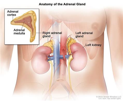 kidney adrenal gland picture - Google Search | Adrenal cortex, Adrenal ...