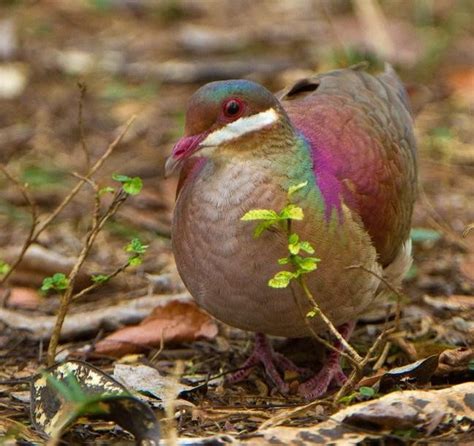 Key West Quail-Dove – birdfinding.info