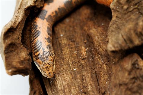 Kenyan Sand Boas: Care, Habitat & Captive Husbandry | Keeping Exotic Pets