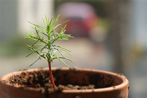 Redwood Tree Planting in Jenner