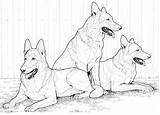 German Shepherd Dogs Coloring Page  Free Printable Pages sketch template