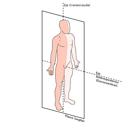 Plano sagital - Wikipedia, la enciclopedia libre