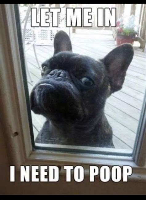 9 Funniest French Bulldog Memes - What The Frenchie