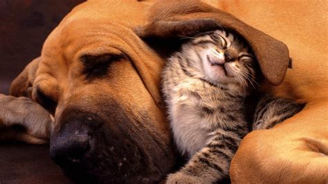 Dog And Cat Wallpaper Hd Download : Cute Dogs And Cats Wallpapers ...