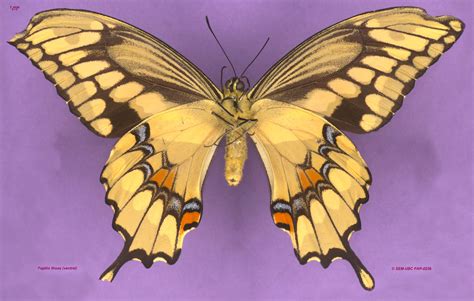 Papilionidae