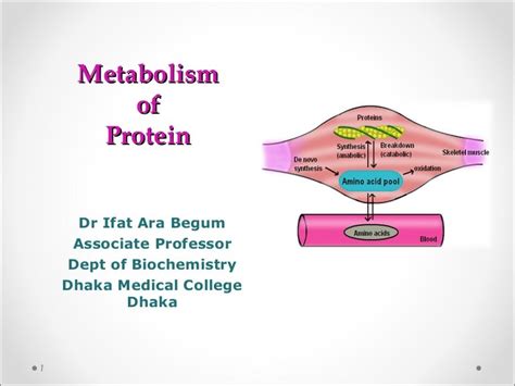 Metabolism of protein