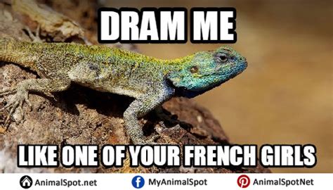 Lizard Memes