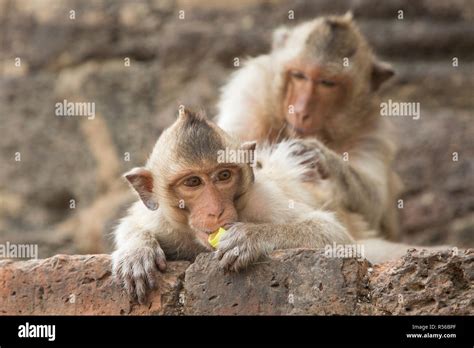 Long-Tailed Macaques, Lopburi, Central Thailand Stock Photo - Alamy