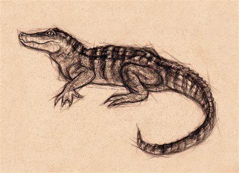 Scientific Illustration | sarah-oconnell: Sketch of a baby alligator from...