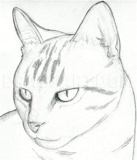 How To Draw A Cat Head, Draw A Realistic Cat, Step by Step, Drawing Guide, by finalprodigy ...