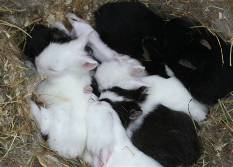 File:Baby rabbit nest.jpg - Wikimedia Commons