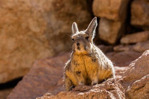 21 Wild Animals in Bolivia [Wildlife in Bolivia] - Kevmrc