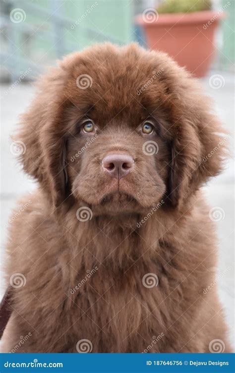 Stunning Brown Newfoundland Puppy Dog Up Close Stock Photo - Image of giant, newfs: 187646756