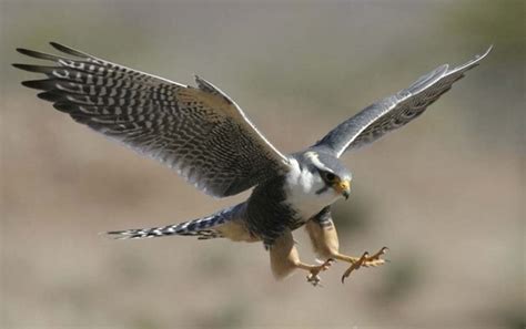 What are the Fastest Flying Birds in the World? (Top 10) - Tail and Fur