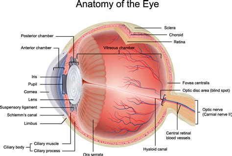 Anatomy Archives - PinpointEyes