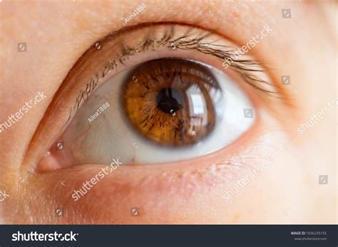 411,938 Brown eye close up Images, Stock Photos & Vectors | Shutterstock