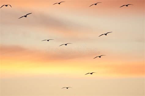 Birds flying in formation stock image. Image of bright - 17002317