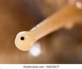 16.173 Snail eyes: foto stock, immagini e foto | Shutterstock