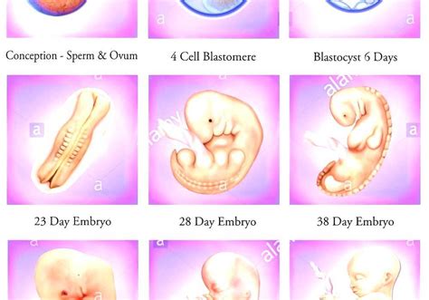 Pregnancy - Human Gestation Stages