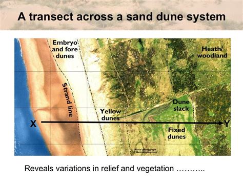 Igcse geog dune succession