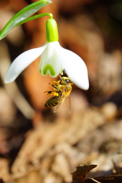 Free Images : nature, blossom, leaf, bloom, honey, pollination, green, produce, botany, yellow ...