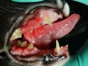 Cat Dental Cases