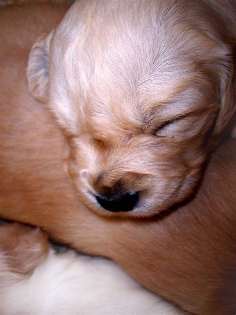 puppy golden retriever | puppy golden retriever | Flickr